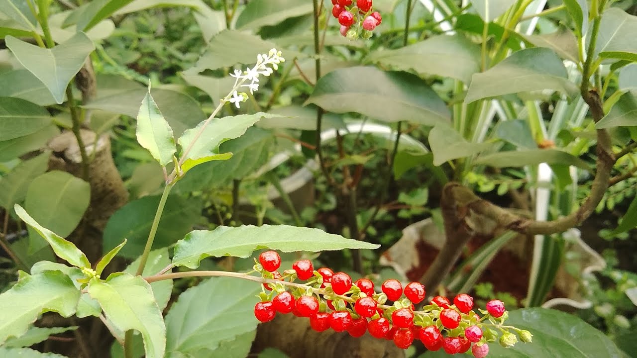 Tanaman getih getihan 