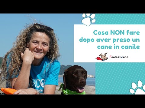 Video: Come controllare le gengive di un cane