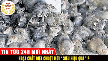 Công bố thử nghiệm thành công hoạt chất diệt chuột mới DR8 | Tin tức 24h mới nhất hôm nay