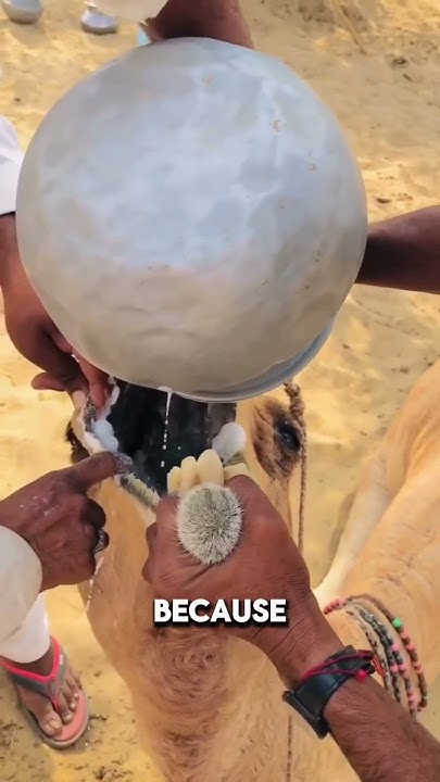 Why are camels fed milk? - YouTube