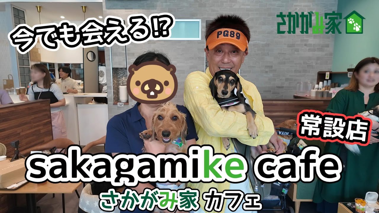さかがみ家カフェ「sakagamike cafe」たまたま来た坂上さんに抱っこしてもらった【ミニチュアダックスフンド】三井アウトレットパーク木更津