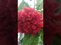 পঞ্চমুখী জবা/ beautiful 🌺🌹 flowers#shortvideo #flowers #short#nature