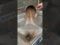linseeds cake powder mill lin seeds powder grinding machine pulverizer#molino