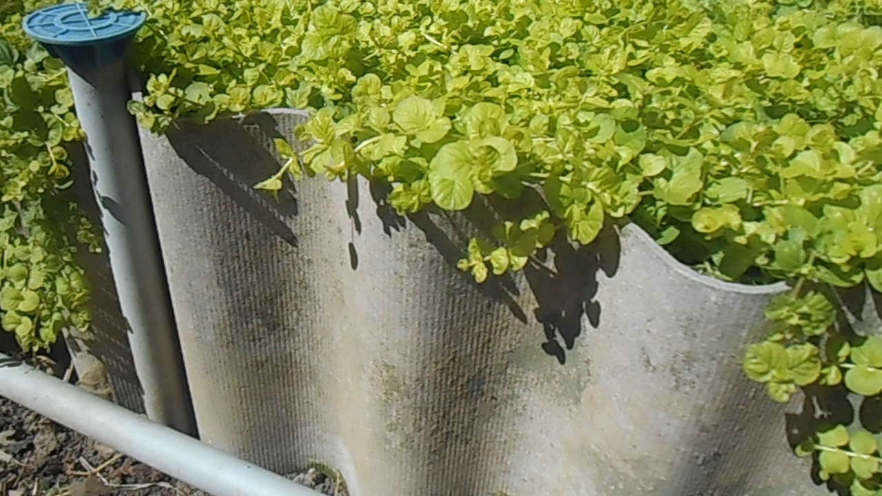 вербейник монетчатый