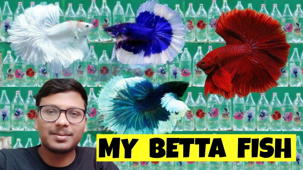 MY ALL BETTA FISH FRY COLLETING BETTA FISH BREEDING BETTA FISH TANK