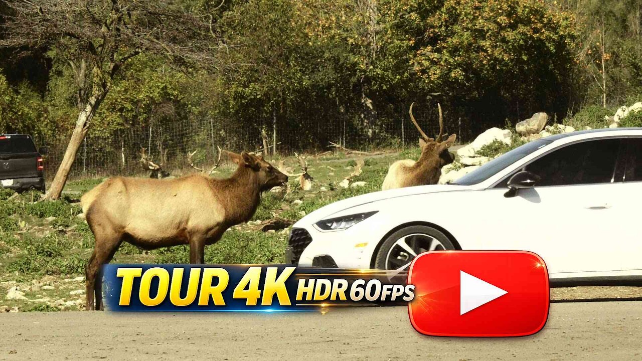 🦒🦁🦓 African Lion Safari 2024: Drive-Thru & Walk-Thru Wildlife Adventure