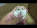 ハムスターを飼うときに絶対にしないでほしいこと