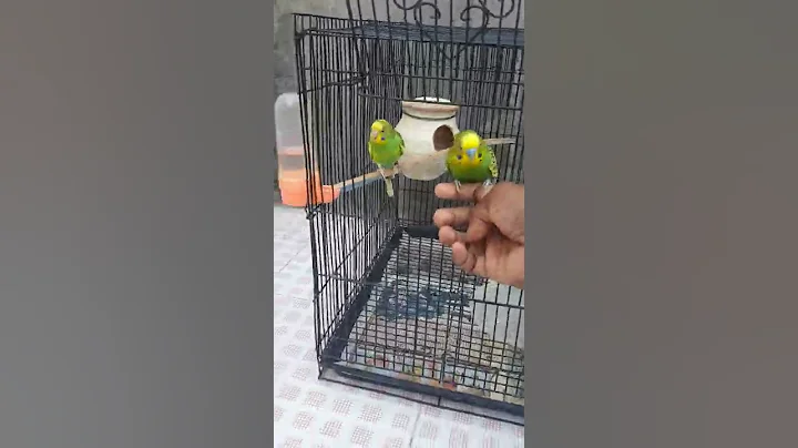 Changing cage for a budgie Jackey 💞 - DayDayNews