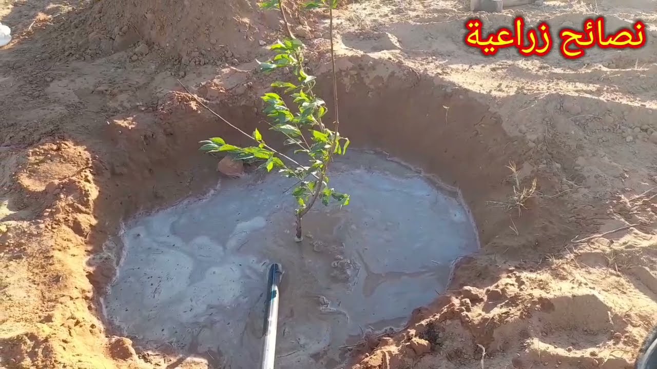 الطريقة الصحيحة لزراعة الشتلة 🌳... نصائح مهمة لزراعة اي  شتلة لديك 🌱