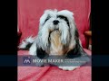 Shih tzu with white face ph 7306959372