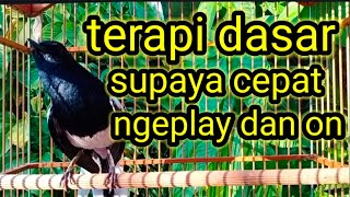 terapi kacer supaya cepat ngeplay dan bongkar isian