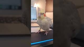 Our cockatiel is also a fan of KK (RIP) #kk #cockatiel #piano #funnybirds