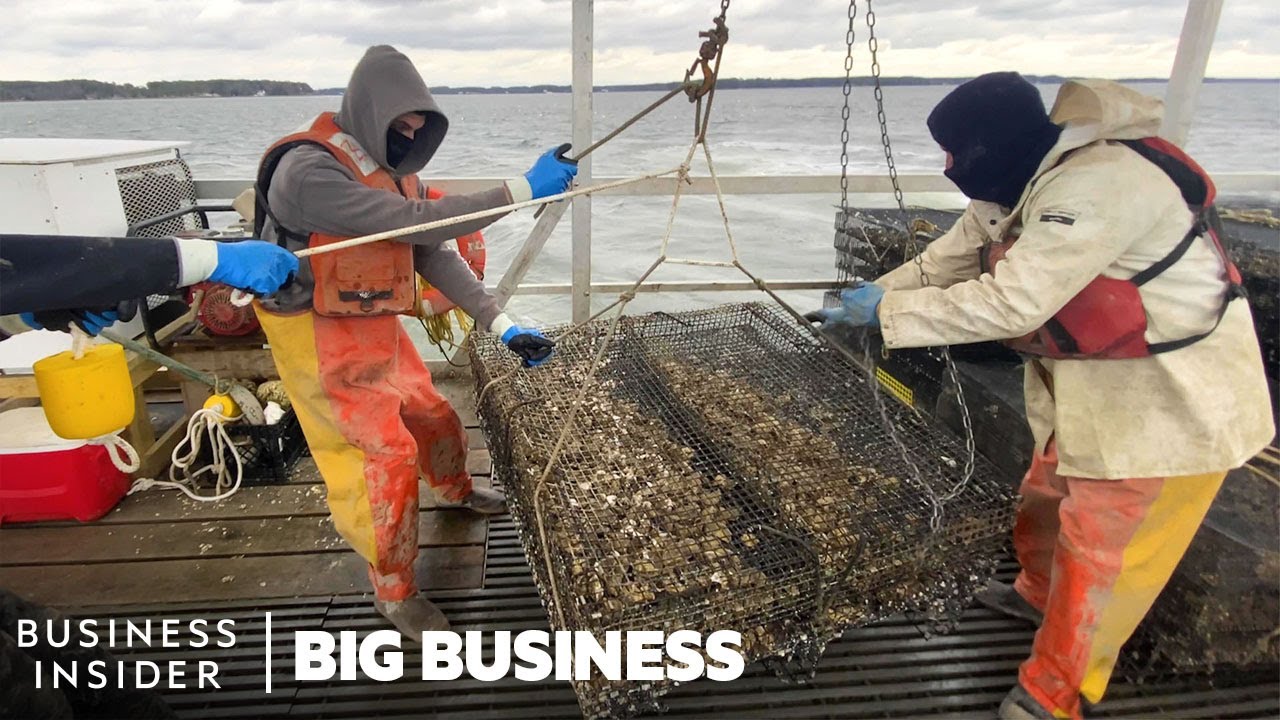 How 3.5 Million Oysters Are Harvested At This Virginia Farm Every Year