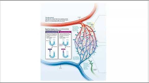 2402 Lecture Chapter 19 Blood Vessels 6 PowerPoint Screencast