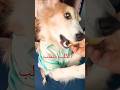 الكلب يغضب Shorts Cat اكسبلورر Dog Pets Cute Meme Duet 