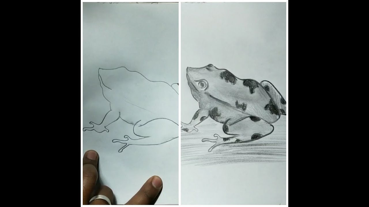 Step by step Frog drawing for kids / How to draw a frog