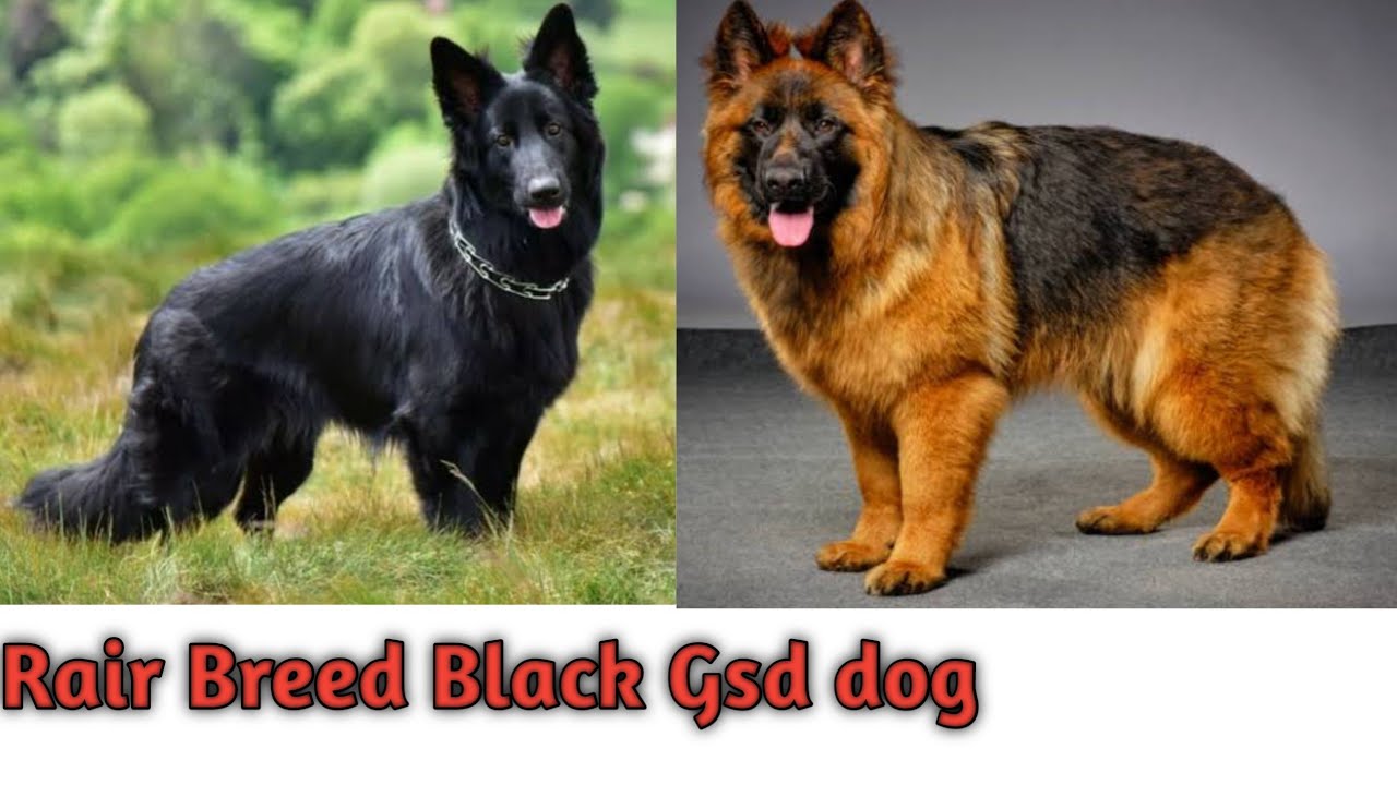 Long Coat Black German shepherd puppies for sale ll German safed dog ll