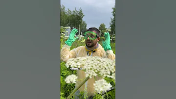Что делать с борщевиком в июле?