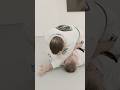 Roger’s Cross Choke  #bjj #jiujitsu #grappling #kidsjiujitsu #houznjiujitsu #crosschoke