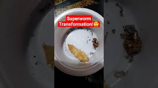 SUPERWORMS Transformation #superworms #superworm #superfood #highprotein #organic #lifecycle