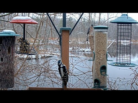 Hairy Woodpecker Freezes In Place As Cooper's Hawk Perches Nearby – Dec. 7, 2023
