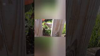 RELAXING ROOSTERS DOCUMENTARY #season1 #episode3 #chicken #relaxing #natural #birds #documentary