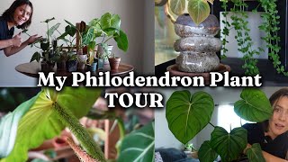 How I Display My Philodendron Plants