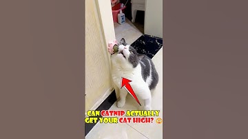 Can Catnip Get Your Cat High Cat? 😲#cat#shorts