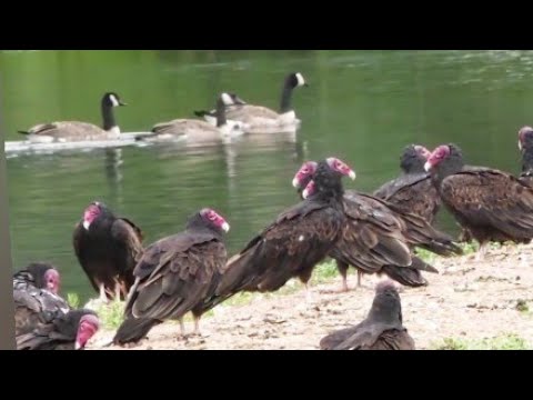 النسر الرومي و البط    