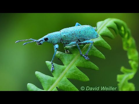 Have you Ever Seen a Weevil Tapping its Feet?