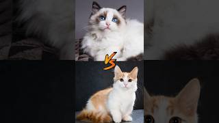 The Meowracle Matchup : Ragdoll Cat vs. Munchkin Cat! #cat #pets