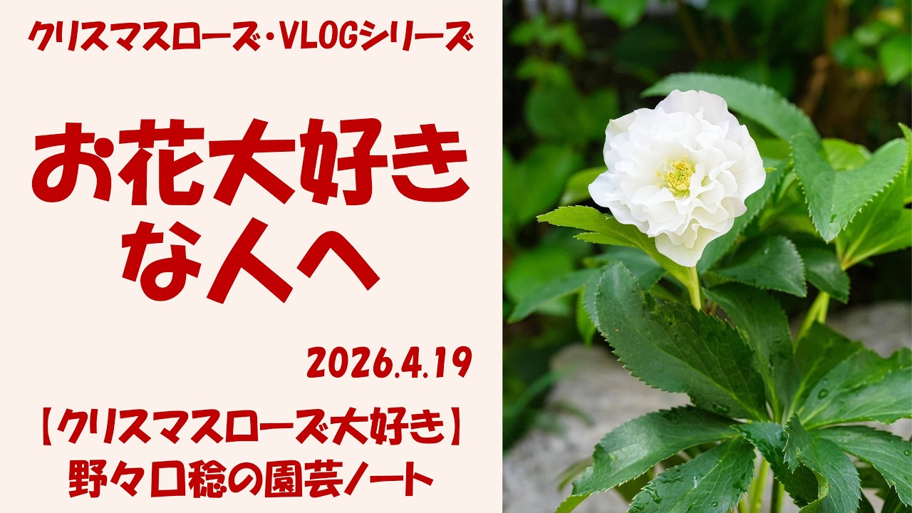 April 19, 2026 For flower lovers - YouTube