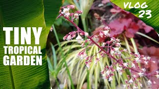 Vlog 23 - Tiny Tropical Garden UK