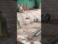 floor tiles design/khub sohojei sikhe nite parb