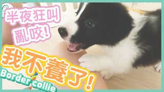 【Cutest Puppy】Cute but evil !! | Sora Border Collie