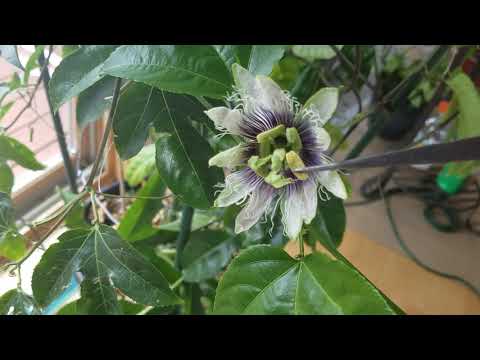 Video: Overwintering Passion Flower Vine Indoors