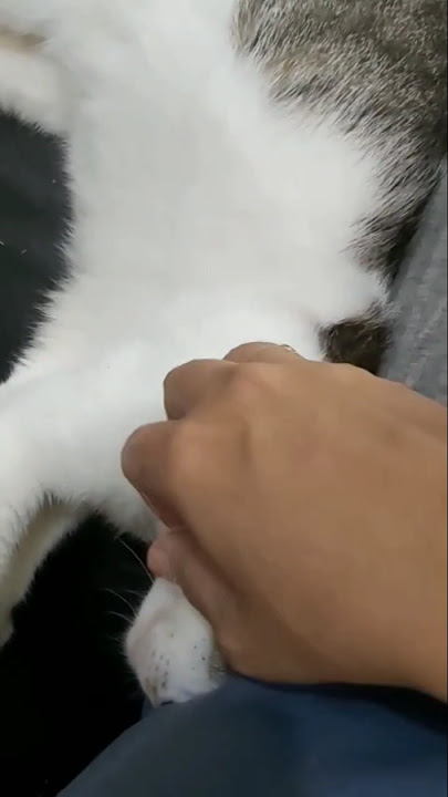 Dua makhluk yg tiap hari wajib diuyel2 dan ditimang2😜😻😸🥰 #shortvideo #cat #cutecat #lagukoplo