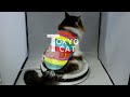 【東京猫】脱げない猫服 レインボー×アオムシ Mサイズ【TOKYO-CAT】