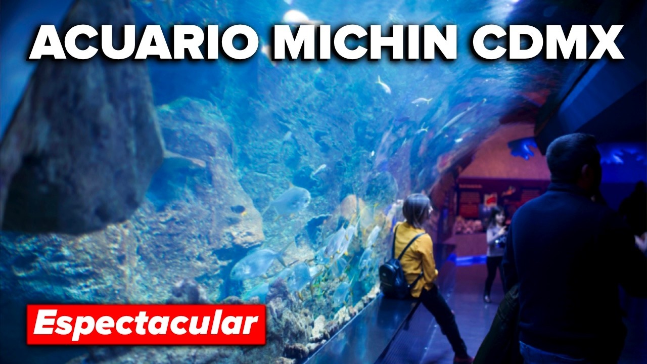 Acuario Michin CDMX 🐠 Es más de lo que esperas - YouTube
