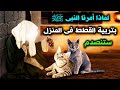 لماذا امرنا النبيﷺ بتربية القطط في المنزل ؟ولماذا كان يحبها النبي؟ وماذا تفعل القطط في البيت ؟ستنصدم