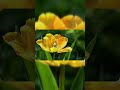 Tulip Blooming In Motion Mesmerizing Time Lapse Tulip Blooming In Motion Mesmerizing Time Lapse