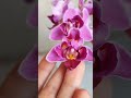 #орхидея #phalaenopsis  Мукалла  #peloric