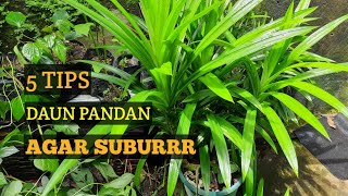 TIPS AGAR TANAMAN DAUN PANDAN TUMBUH SUBUR