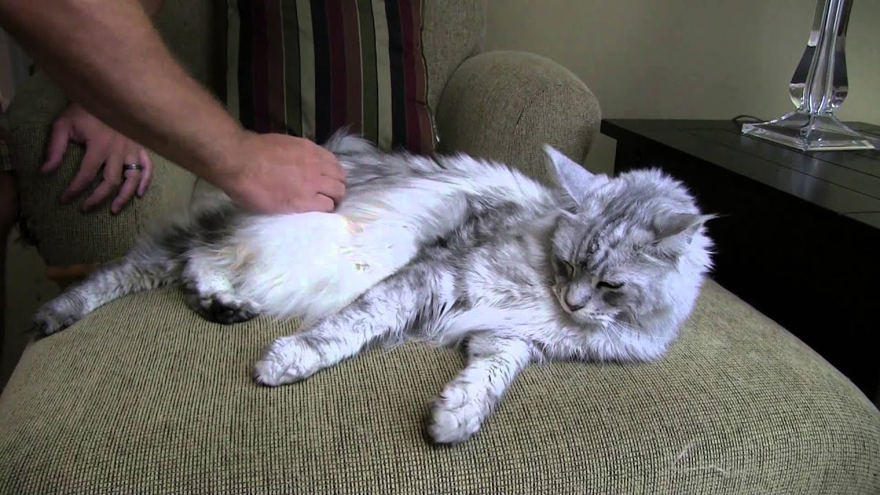 How To Brush A Cat Big Maine Coon Cat Youtube