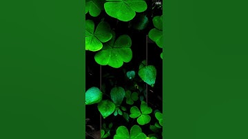 Photoshop Realistic Leaves Text Effect #Shorts