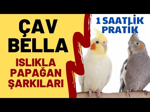 Video: Küçük Bir Papağan Gesha'nın şarkıları ıslık çaldığı Bir Video