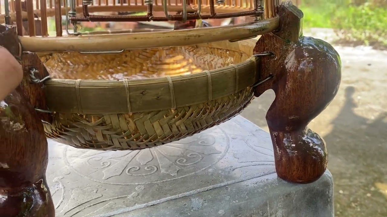 Cách chọn chim đa đa bổi gọt mồi theo kinh nghiệm của mình