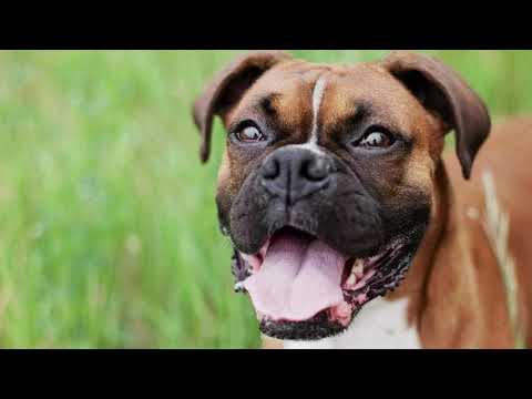 Video: Het honde sterretekens?