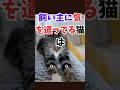 飼い主に気を遣ってる猫は‥猫の気持ちを解説#ねこ #ねこ動画 #猫好きさんと繋がりたい #ねこのきもち #猫がいる生活