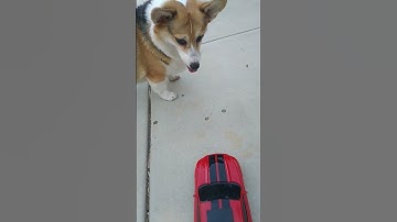Corgi chasing RC car #shorts